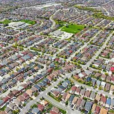 3,&nbsp;Fiddleneck, Sandringham-Wellington, Brampton