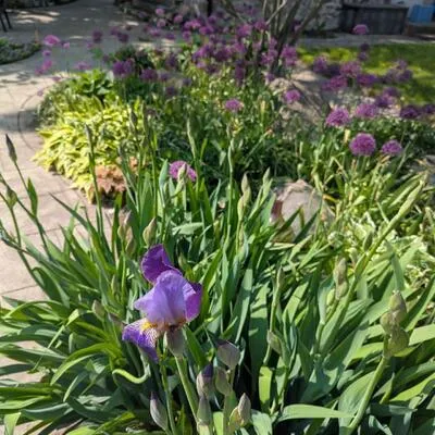 1583, Innisfil Beach, Rural Innisfil, Innisfil