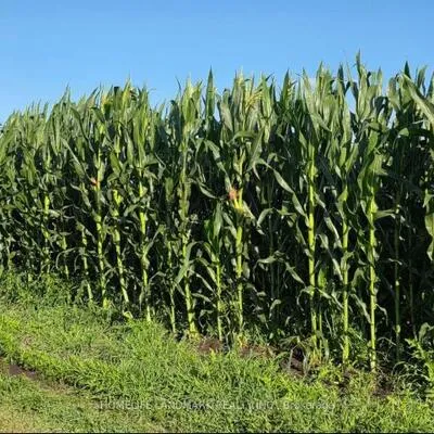 110,&nbsp;Aileen, Rural King, King