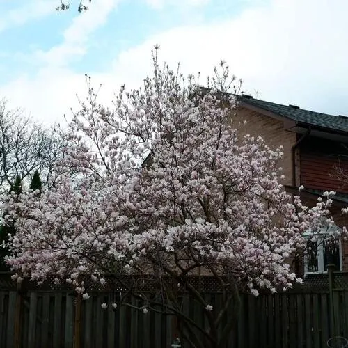 Premium freehold home for sale: 140, Romain, 1003 - CP College Park, Oakville