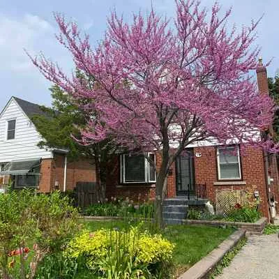 79,&nbsp;Ellington, Wexford-Maryvale, Toronto